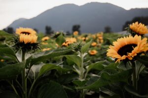 a field of sunflowers near chilliwack townhomes for rent