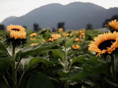 a field of sunflowers near chilliwack townhomes for rent