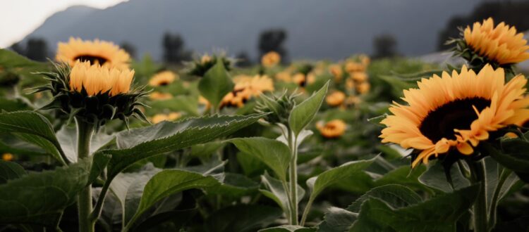 a field of sunflowers near chilliwack townhomes for rent